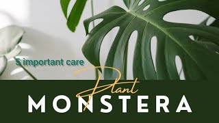 Monstera plants care🪴viralvideo gardening plants bangladesh farming india [upl. by Ethan]