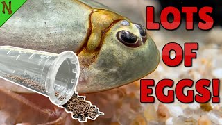 How to Collect PURE Triops Eggs [upl. by Tobye]