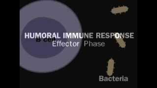 Humoral Immunity  Antibody mediated System [upl. by Dewie]