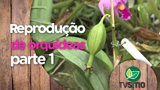 COMO FAZER A REPRODUÇÃO DE ORQUÍDEAS parte 1 [upl. by Eybba]