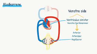 Kredsløbet Blodkarrene [upl. by Aikyt]