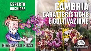 Orchidee parliamo della Cambria [upl. by Nais]