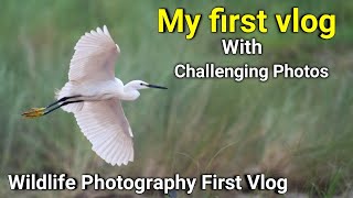 Birds in Flight Photography Egrets Herons Ibis  Nikon D500  Wildlife Photography [upl. by Yelnahs]