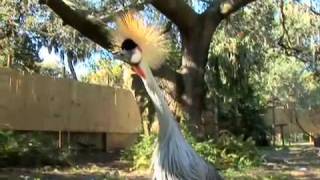 A Diva of the bird world The Crowned Crane [upl. by Marjie]