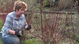 How to cut back cornus [upl. by Hakeem]