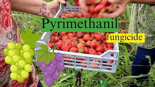 Pyrimethanil Mode of Action Formulation and Uses  Fungicide Chemistry Explained [upl. by Beata]