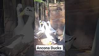 Ancona Ducks [upl. by Humfrid]