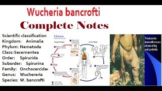 Wuchereria Bancrofti Structure Morphology and PathogenesisComplete Notes [upl. by Aleicarg798]