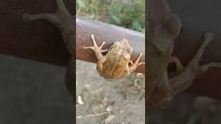 Indian white tree frog Indianeyed tree frog Indian treefrog🐸मेंढक बेंडुक Maharashtra white frogs [upl. by Socrates]