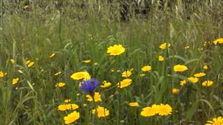 Corn Marigold and Cornflower [upl. by Yerffeg]