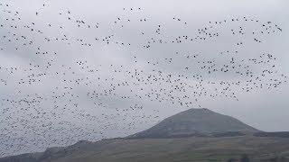 The pink footed geese spectacle [upl. by Pasia64]