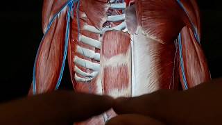 Clinical Anatomy  Anterior Abdominal Wall  Rectus Abdominis  Epigastric Arteries Anastomosis [upl. by Bertila]