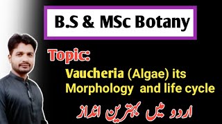 Vaucheria Algae its morphology and Life Cycle BS and MSc Botany [upl. by Attah564]