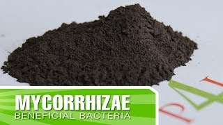 How to create strong roots in your plants with Mycorrhizae  Inoculants [upl. by Fallon]