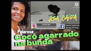 Pintinhos com Cocô agarrado na bunda  Pularose  Asa caída [upl. by Charita631]