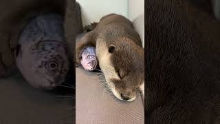 Otter Sleeping With Fish in His Arms😍😍 shorts aty otter WaterSausage [upl. by Atoked]