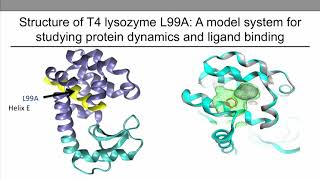 Structure of T4 Lysozyme L99A Mutant [upl. by Aicatan]