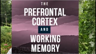 The Prefrontal Cortex and Working Memory [upl. by Alhak897]