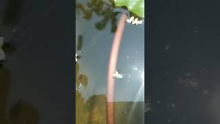 Toad egg chain shortvideo shorts short ytshorts aquariustoad vertebrates pondsnatureseeds [upl. by Ennaej]