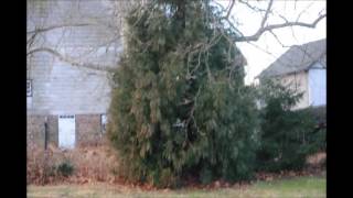 Growing Cryptomeria japonica Yoshino at a Shady Location [upl. by Abbye]