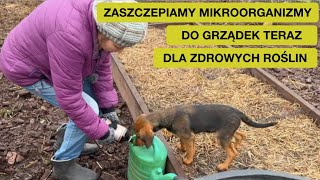 Mikroorganizmy Które Zastąpią Nawet Kompost [upl. by Maffa181]