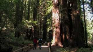 Muir Woods National Monument Tour  HD [upl. by Uel]