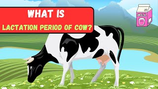 What Is Lactation Period Of Cow  Cow Milk Production Period [upl. by Ellekcir]