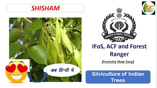 Shisham  Silviculture of Indian Trees for UPSC IFoS JPSC ACF Forest Range Officer [upl. by Charlot]