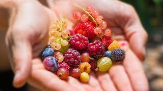 Harvesting 12 DIFFERENT kinds of BERRIES at ONCE from the GARDEN [upl. by Odinevneib]