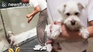 Driver Rescues Stranded Dog From Overpass  Newsflare [upl. by Nofets671]