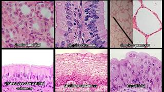 Identifying Epithelium  Review and Practice Questions [upl. by Ardnuasal]