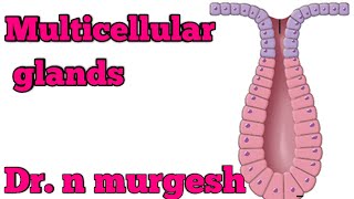 Multicellular glands Dr N Murgesh [upl. by Owens]