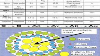 Local Anesthesia Differential Blockade through a typical nerve organization [upl. by Etnaled]