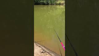 New Fushing life Fishing with Normfishingshortsreelsfishing video [upl. by Arada]