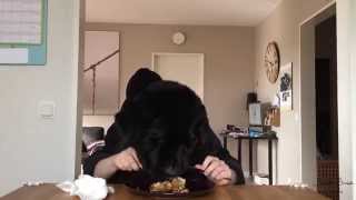 Newfoundland dog eating [upl. by Wolenik569]