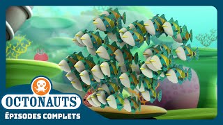 Octonauts  🐠 Le humuhumunukunukuapua’a 🐠  Saison 1  Épisodes complets [upl. by Bihas]