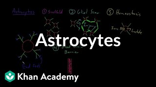 Astrocytes  Nervous system physiology  NCLEXRN  Khan Academy [upl. by Coppock]