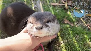 Otter Shedding Tears [upl. by Weinstock]