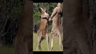 EPIC Kangaroo Boxing Match Watch the Wild Showdown 🥊🦘 [upl. by Avat]