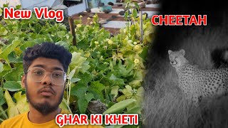 Ghar Ki kheti ☘️🍁🌿CHEETAH 🐆 New Vlog 2024 Daily VlogsFull Vlog 2024 viralvideo viralvideos [upl. by Lexerd300]