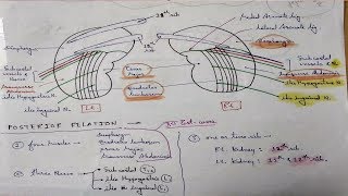 Kidney Anatomy Posterior Relation  TCML [upl. by Skolnik678]