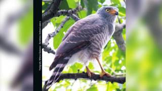 Guía Sonora de Aves  Alto San Miguel Rupornis magnirostris Gavilán Caminero [upl. by Kutzenco]