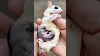 A Glimpse Inside the Sugar Glider Pouch [upl. by Atiloj]