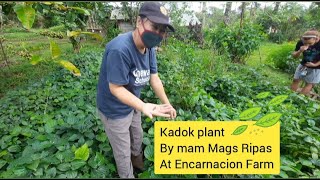 Kadok plant by mam mags ripas at encarnacion farm at dolores quezon magsripas encarnacionfarm [upl. by Caro]