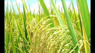 Como usar Abonos en Cultivos de Arroz  TvAgro por Juan Gonzalo Angel [upl. by Tisdale]