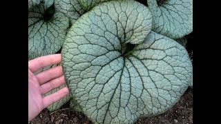 Best Perennials  Brunnera macrophylla Sterling Silver Siberian Bugloss [upl. by Ruffi397]