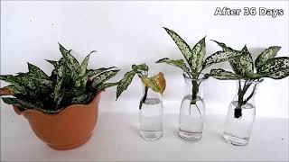 How to Propagate Aglaonema Snow White from Cuttings in Water and Soil Chinese Evergreen Cuttings [upl. by Mcallister]