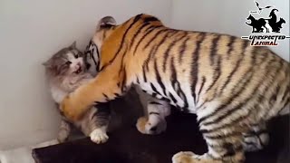 Mother Cat Adopted A Tiger CubYears Later This Happened… [upl. by Hellah343]