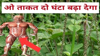 अपामार्ग के औषधीय गुण और चमत्कारी फायदे। Apamarg ke faydeapamarg health benefits in Hindi [upl. by Nonez]