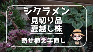 見切り品鉢花シクラメン夏越し株の現状種まき発芽後寄せ植え修正５００円のダンシングピクシー [upl. by Kendell]